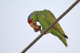 Lilac-crowned Parrot