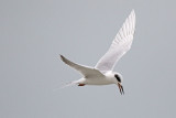 Fosters Tern