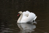 Mute Swan