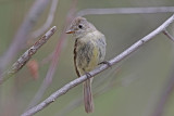 Dusky Flycatcher