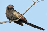 Pheasant Coucal