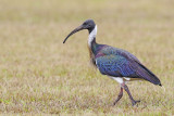 Straw-necked Ibis