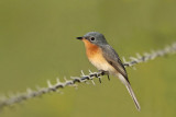 Leaden Flycatcher