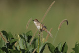 Tawny Grassbird