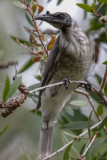 Noisy Friarbird