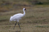 Whooping Crane 