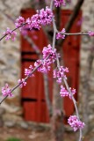 The Eastern Redbud' #2