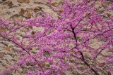 The Eastern Redbud #1