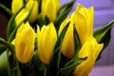 Tulips Reflection