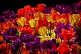 Tulips in Olde City #1