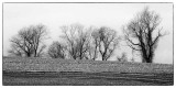 Winters Snowless Landscape  (B&W)