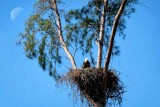 The Marco Island Eagle's Nest