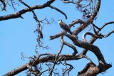 A Rookery Bay Osprey