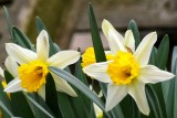 Twin Daffodils