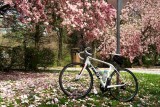 Magnolia & Bike
