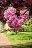 Spring Comes to Marshall Park