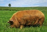 Channeling My Jamie Wyeth: My Portrait of Pig