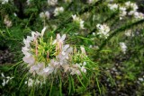 Island Flowers