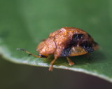 Laccoptera quadrimaculata 甘薯臘龜甲