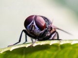 Blow Fly 金蠅