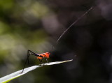 Grass Katydid 悅鳴草螽若蟲 Conocephalus melas, nymph
