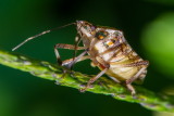 Stink Bug 小斑岱蝽 Dalpada nodifera