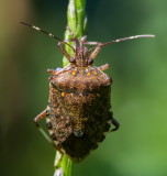 Stink Bug 小斑岱蝽 Dalpada nodifera