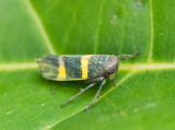 Common Froghopper 東方麗沫蟬 Cosmoscarta heros 