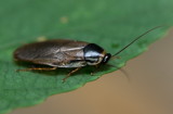 Surinam Cockroach 蔗蠊 Pycnoscelus surinamensis
