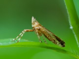Dictyopharid Planthoppher 麗象蠟蟬 Orthopagus splendens