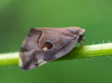 Ricanid Planthopper 廣翅蠟蟬