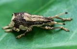 Broad-nosed Weevil 圓腹象 Blosyrus sp.