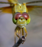 Crimson Darter (Female) 紅蜻 Crocothemis servilia