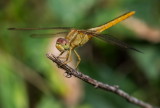 Crimson Darter (Female) 紅蜻 Crocothemis servilia