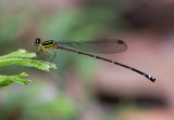 Yellow Featherlegs 黃狹扇蟌 Copera marginipes
