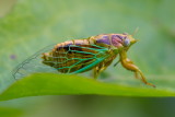 Green Glass Cicada 綠草蟬 Mogannia hebes