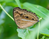 Lemon Pansy 蛇眼蛺蝶 Junonia lemonias