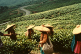  Puncak Pass. Tea Plantations