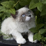 Sherlock. longhair selkirk rex