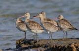 Bar-tailed Godwit