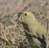 Blue-winged Parrot