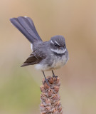 Grey Fantail