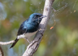 Satin Flycatcher (gathering nest material)