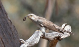 Pallid Cuckoo