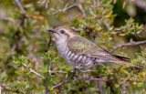 Horsfield's Bronze-Cuckoo