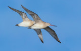 Bar-tailed Godwit