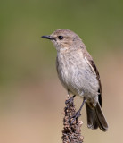 Dusky Robin