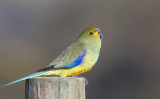 Blue-winged Parrot