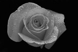 BW Rose