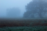 Fog